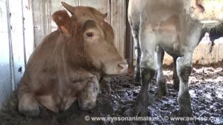 EUROGROUP video against live export to third countries