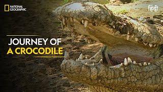 Journey of a Crocodile | Built For The Kill | Full Episode | S4-E4 | National Geographic