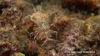 Shrimps and crabs of the Lembeh Strait