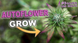 Autoflower Grow [Woche 4]   Anbau für Anfänger