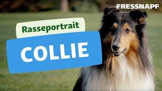 Collie Rasseportrait | FRESSNAPF