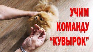 Pomeranian spitz teaches somersault. Have dogs in eyes doubles. Dog Content marked sneakers