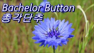 총각단추 Bachelor Button