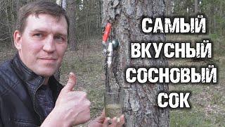 ВЫ ЭТОГО НЕ ЗНАЛИ! Самый вкусный сок в мире это СОСНОВЫЙ СОК.