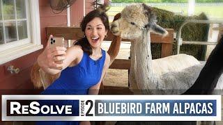 ReSolve - Episode 2: "Bluebird Farm Alpacas [Peapack, NJ]"