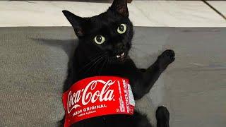 Funniest Cats Videos 2024 Funny Cat Videos − Funny Cats