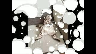 котик