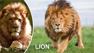 LION FUNNY VIDEO COMPILATION