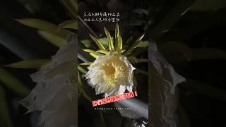 此晚依然狂風驟雨，是你們轉世悄然而至嗎？#旺角#天台#中國香港 #天台農民#hk#shorts