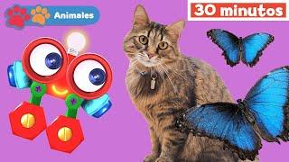 Mis Amigos Animales con Robi | Aprender animales | Educación para bebés | Mi Primera Universidad