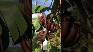 Wow Red banana #redbanana #banana #fruit #nature #viral #shorts #trending #plants #enjoy #reels