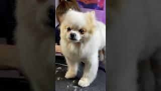 he catches meditation #puppy #dog #pets