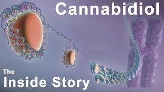 The Inside Story of Cannabidiol - What are the Benefits of CBD?