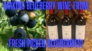 Making Blueberry Wine from Fresh Picked Berries!