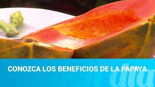 Conozca los beneficios de la papaya