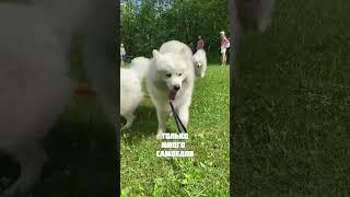 Лучше самоеда #самоед #собака #pets #dog #samoyed #собакиулыбаки #animals #смешно