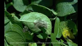 Control of Late Blight Disease of Potatoes and Tomatoes