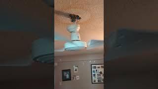 CEILING FAN FALLING! #ceilingfan #funny #ceilingfan #shorts #beats