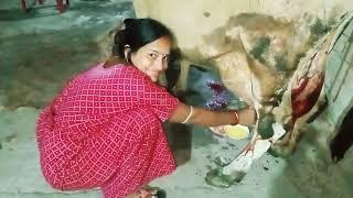 cow milking vlog//ଗାଈର କସ କ୍ଷୀର କଣ ହୁଏ/गाय की दूध से क्या मिलता है