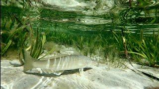 Whiting on Surface lures- WHERE to FIND them - How to CATCH them