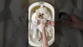 Is Your Pet Grooming Routine Putting Their HEALTH At Risk?