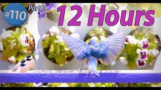 Birds for Cats to Watch 12 Hours Uninterrupted Birds Only Calming Nature Video No Ads Interrupting