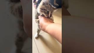 #shorts #cat fought with its owner and got bitten on the hand.#catfight #how #kitten
