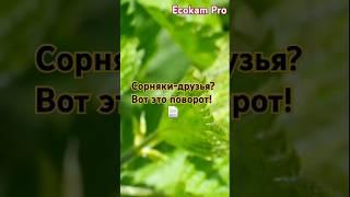 Сорняки-друзья? Вот это поворот! #сорняки #органика #садбезхимии #EcokamPro
