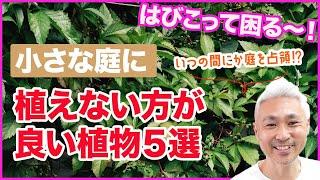 はびこって困る！小さな庭に植えない方が良い植物５選