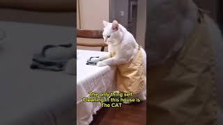 Cleaning Chronicles: Cat Edition! " #cats #funny #memes #foryou #fyp #catlover #cleaning