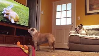 Hidden Camera Captures Two Bulldogs Interacting With TV Program. HYSTERICAL