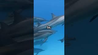 Dolphins Sleep with One Eye Open! 