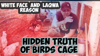 Hidden Truth of Yours Birds Cage .What Is Laqwa in Chickens Sokra Moo Face safaid Hona