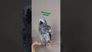This Bird Is So Smart  #talkingparrot #parrot #funny #birds #talkingbirds #cosmo #cute