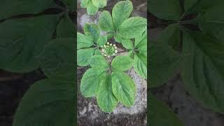 Женьшень цветёт 18 мая 2024 г Белгородская обл #женьшень #ginseng #인삼씨앗  #인삼씨. #сад #дача