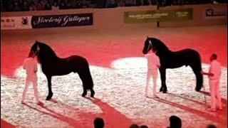 You get goosebumps from this video! Who is the best approved stallion of the world. Friesian horses.