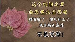 这个纯阳之草每天煮水当茶喝，脾胃暖了，阳气补上了，现在喝正当时 | 紫苏｜中医养生｜身体调理｜气血疏通｜经络养生｜针灸理疗｜【中医针灸理疗师Jimmy】