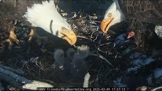 @FOBBVCAM Dinner, the chicks are fed by the tandem of Jackie and Shadow 09.03.2025