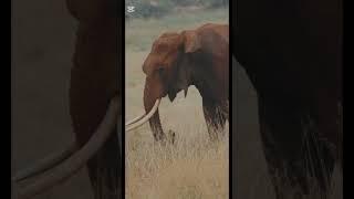 A story of elephant theft 