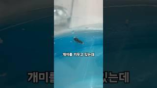 여왕개미 키우기 2탄! #개미 #키우기 #곤충