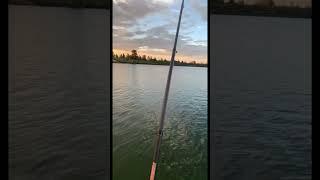 Fishing Show Low Lake! #overland #camping #travel #fishing
