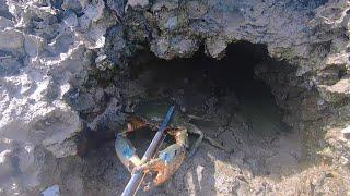 老四登岛赶海，这里的大货生龙活虎，今天白赚一笔生活费
