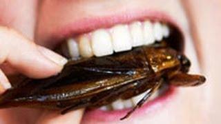 Which Bugs Are Safest to Eat—and Tastiest?