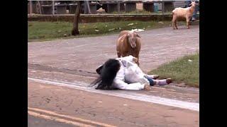 Hilarious fall of the year 2024I the funniest video in the world #youtubeshorts #funny #animals