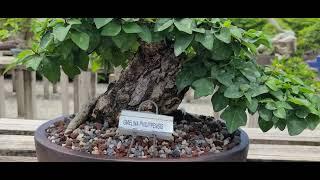 Steve Visits Wigert's Bonsai Nursery