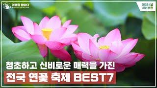 7월 연꽃축제 추천 BEST7  | 여름꽃에 빼놓을 수 없는 신비로운 매력을 소개드립니다.