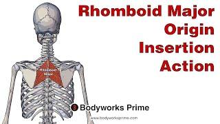 Rhomboid Major Anatomy: Origin, Insertion & Action