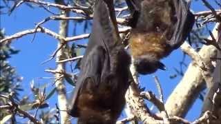 Grey-headed Flying-fox - [Pteropus poliocephalus] - Sydney