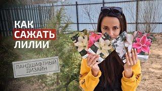 Как правильно посадить лилии весной | Как сажать проросшие луковицы