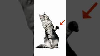 Did You Know Most Cats Are Ambidextrous? | Cats 101 | Animal Planet